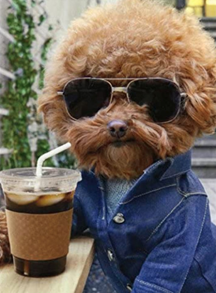 “Have a Cool Birthday” AVANTI BIRTHDAY CARD Labradoodle Dog