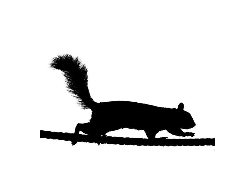 Squirrels in B&W Custom Notecards ~ Pack of 5 (Blank) by Gifted Pet Creations