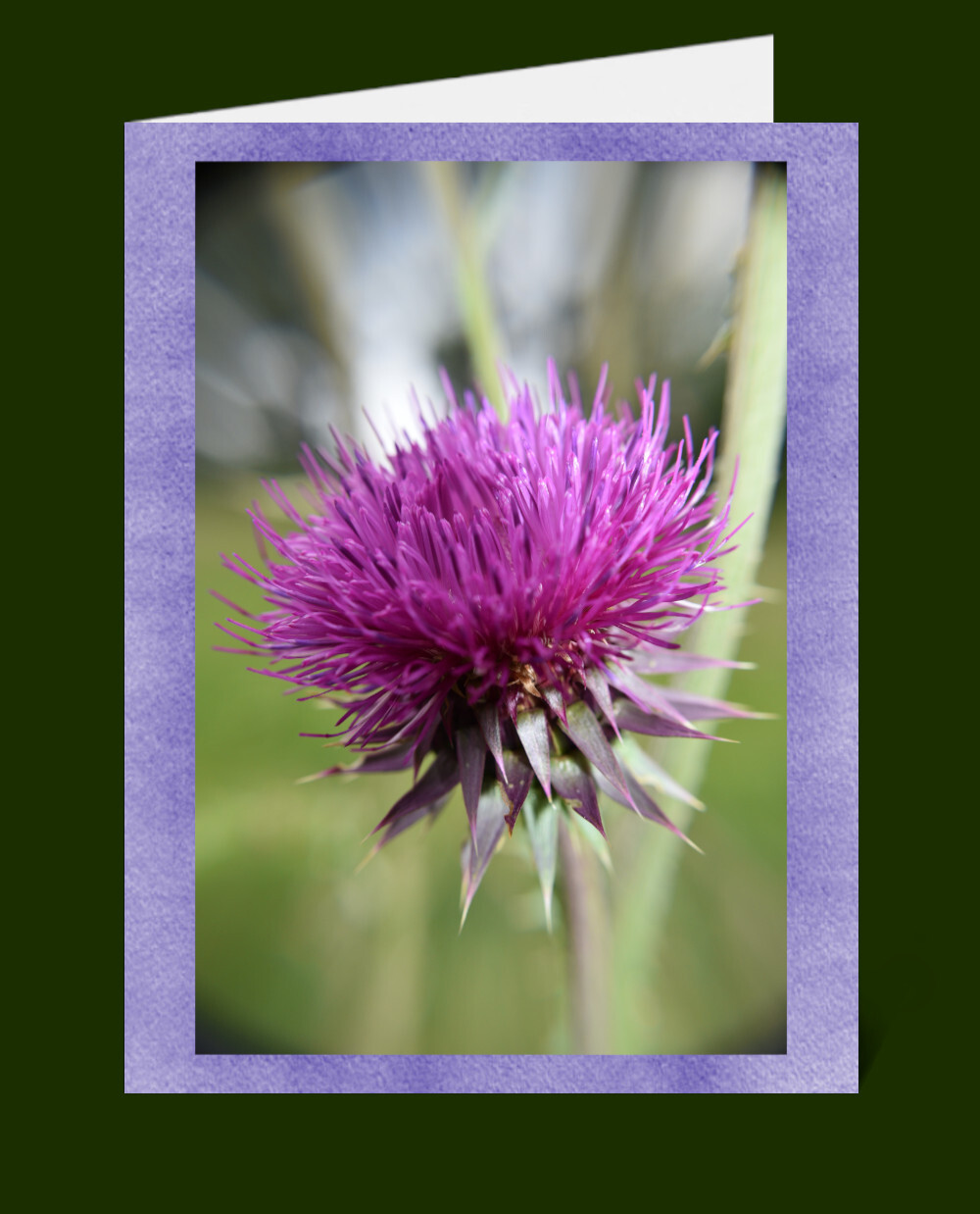 Nature Greeting Cards & Envelopes Blank 100% Recycled Windpower-made Paper