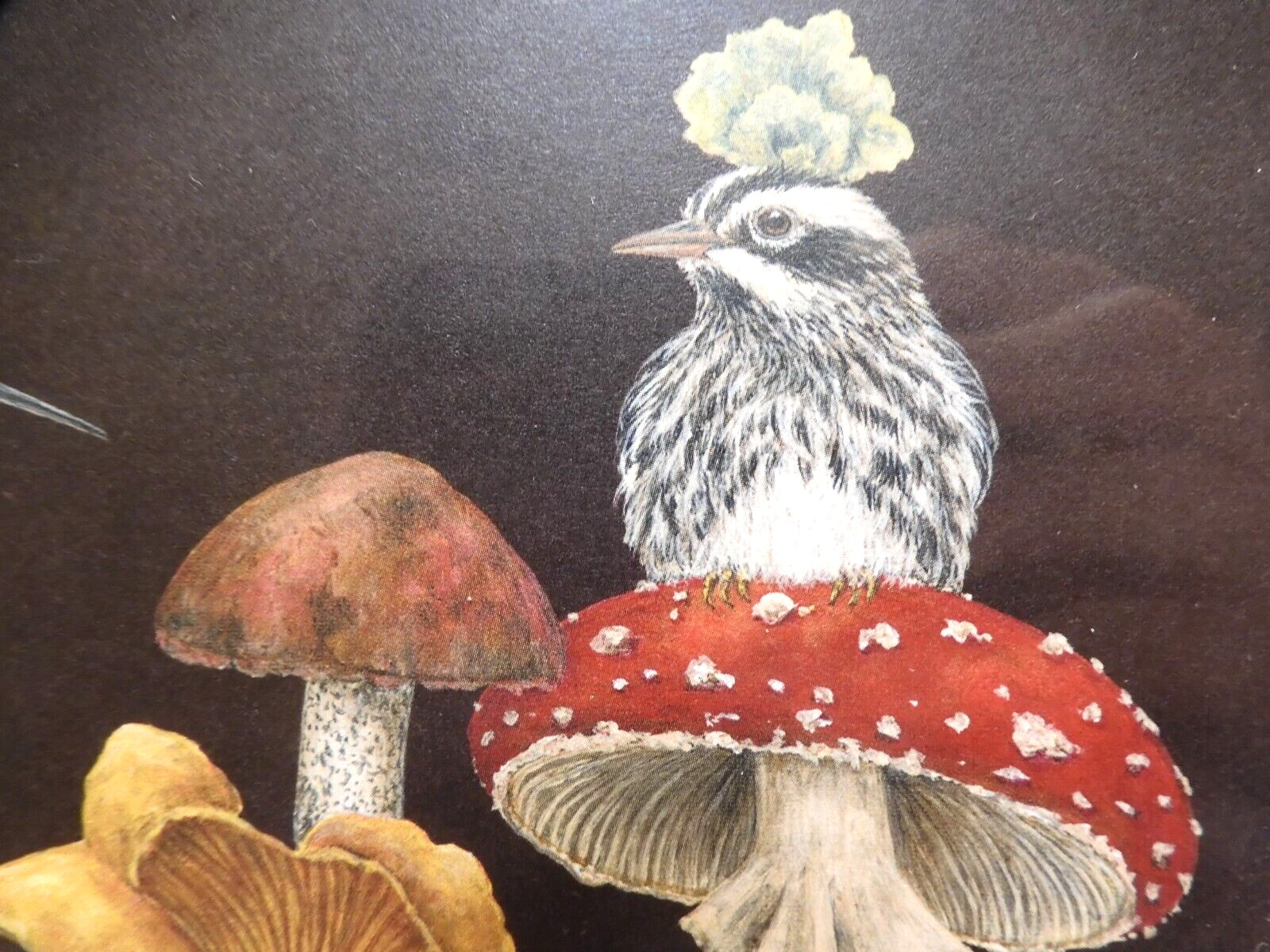 2 Hester & Cook Cards Hummingbird Mushrooms By Vicki Sawyer Blank Inside