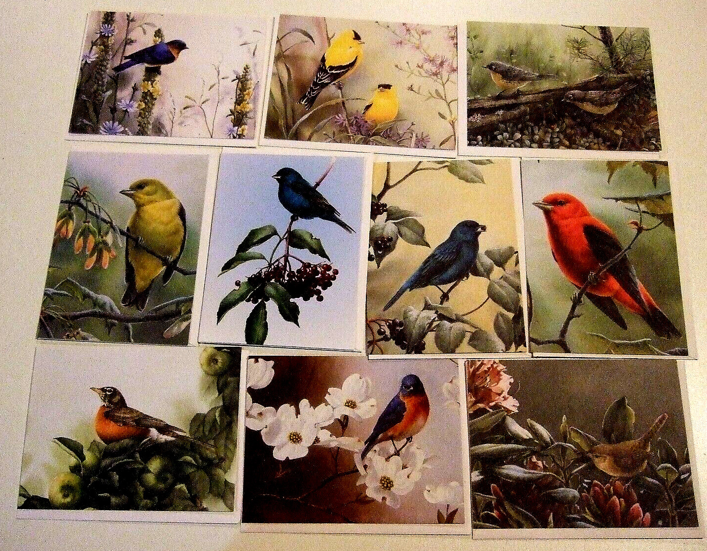 Lot of 10 Blank Different Variety Of Birds Greeting Cards – NEW (JJ)