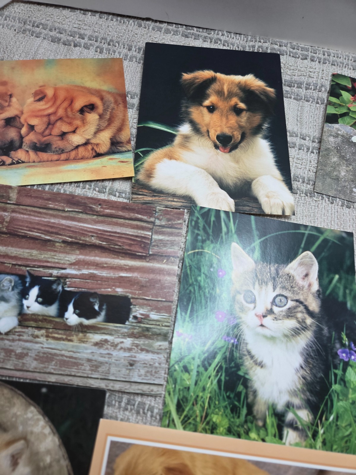 Puppies and kittens greeting cards lot of 19, any occasion