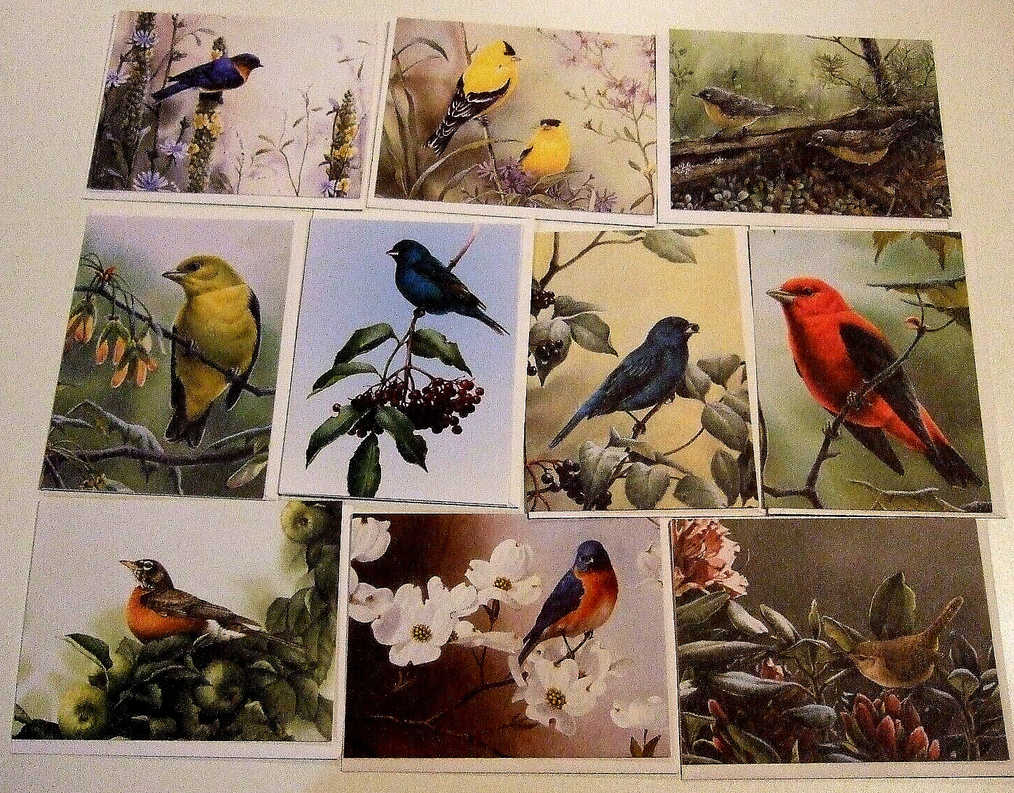 Lot of 10 Blank Different Variety Of Birds Greeting Cards – NEW (JJ)