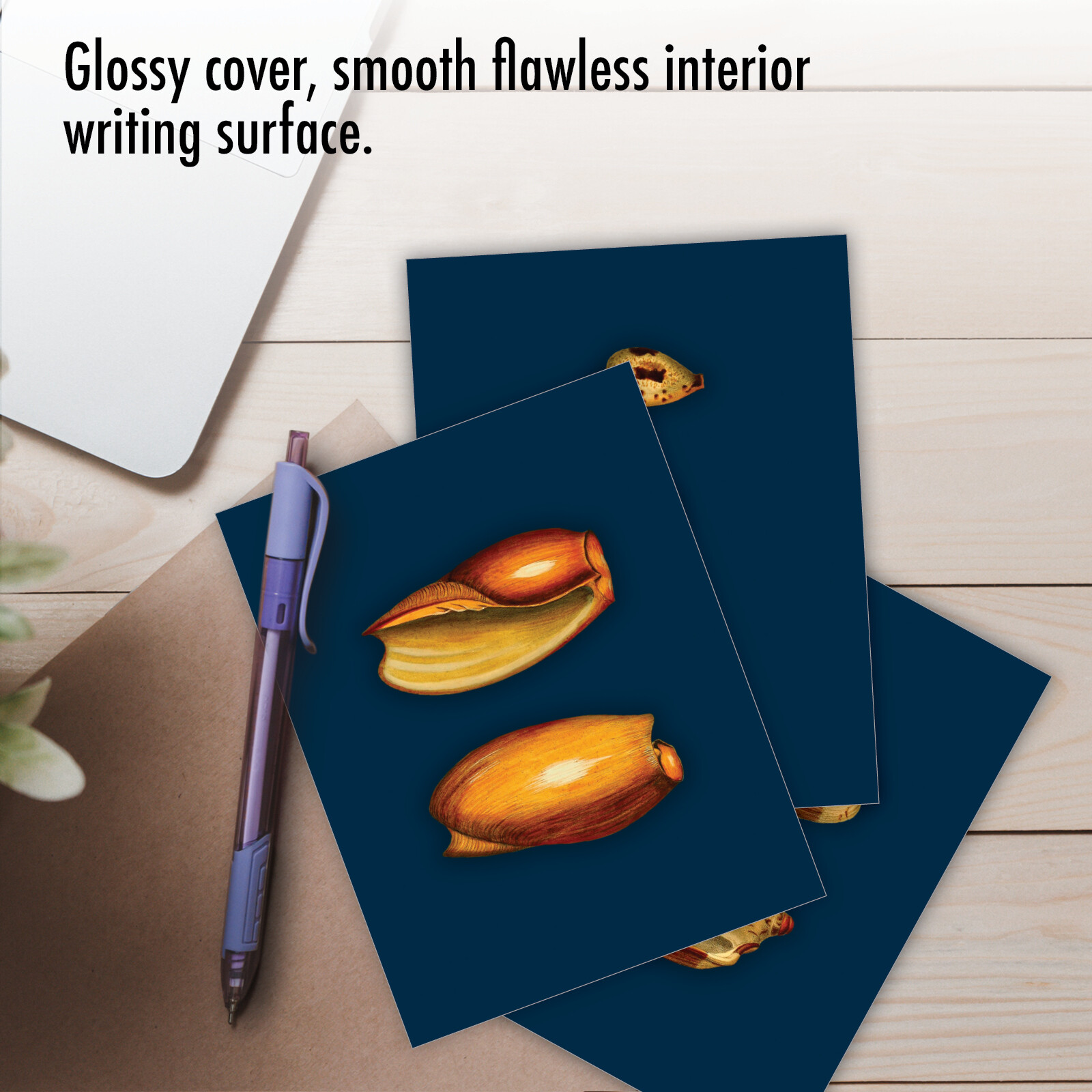 20 Assorted Blank Cards (10 Designs, 2 Ea) – Spectacular Shells AM7040OCB-B2x10