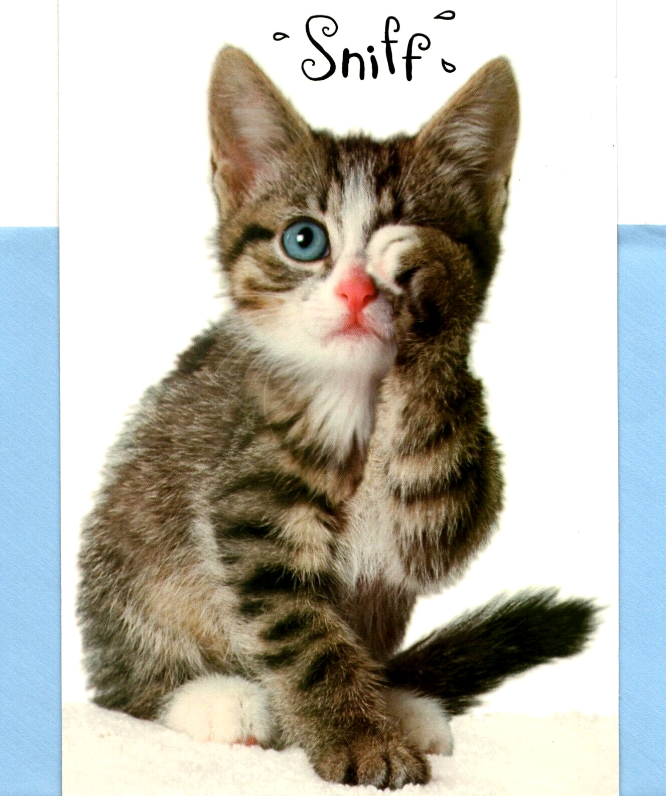 Goodbye Good Bye Wishing You Good Luck Sad Tabby Cat Sniff Hallmark Card