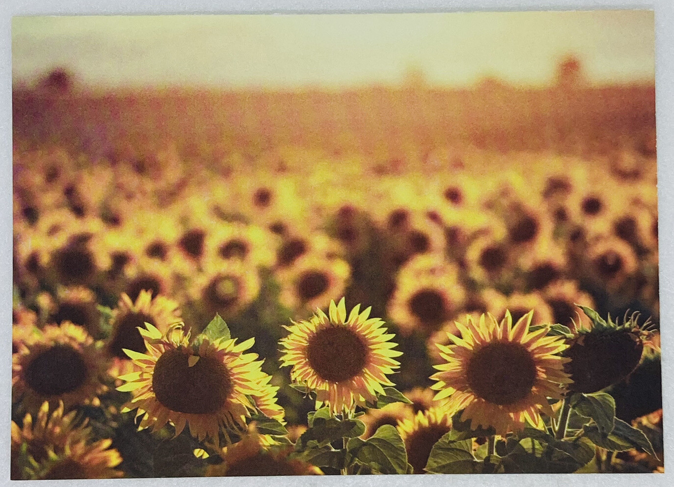 Greetings Card Sunflower Field Sunrise Art International Rescue Committee P3