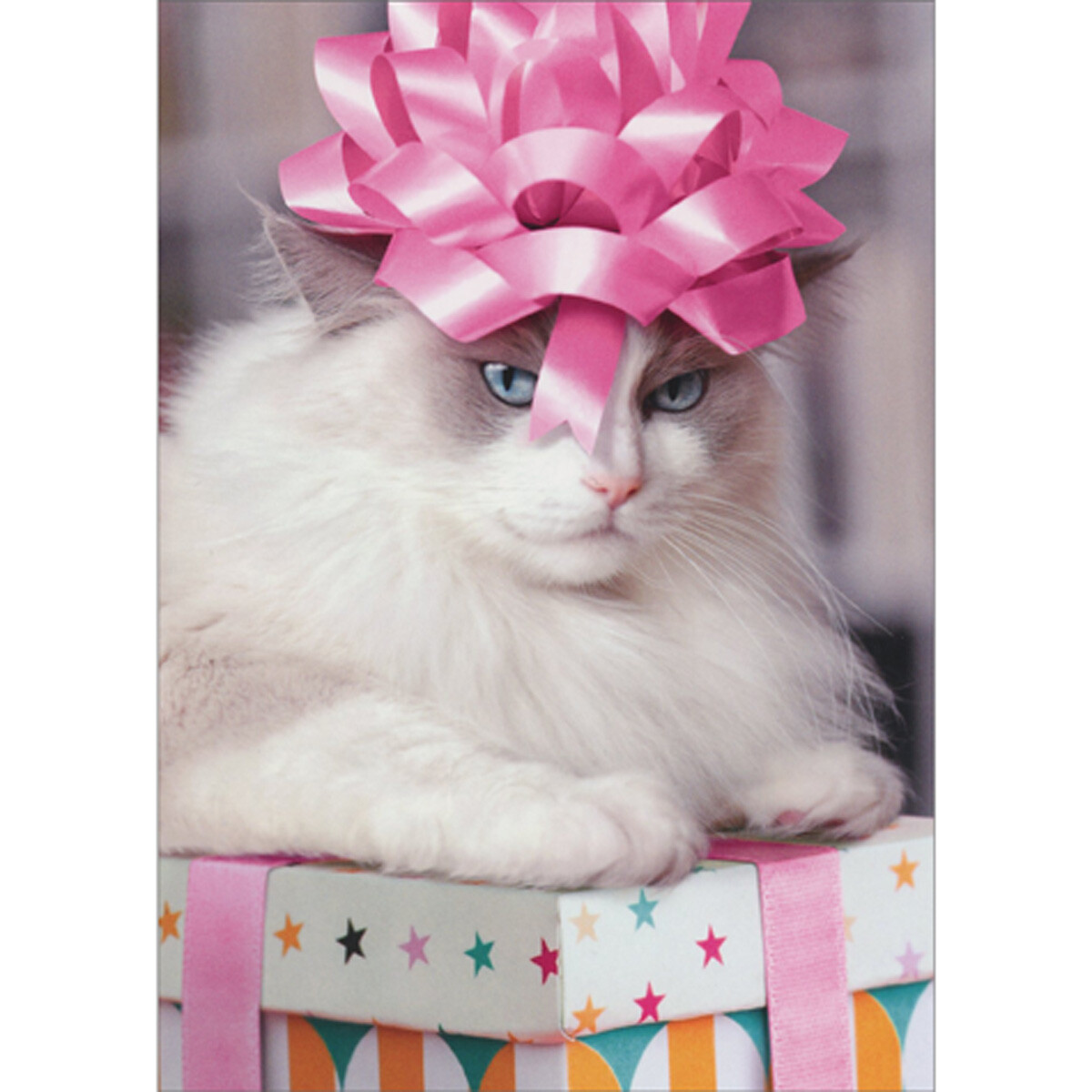Cat Wearing Pink Bow on Head Sitting on Present Funny Birthday Card for Women