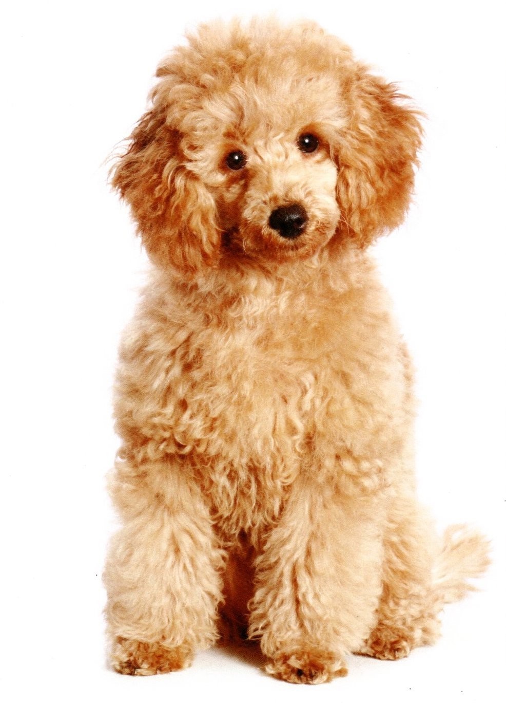 Fluffy Apricot Poodle Puppy Dog Blank Inside Greeting Card