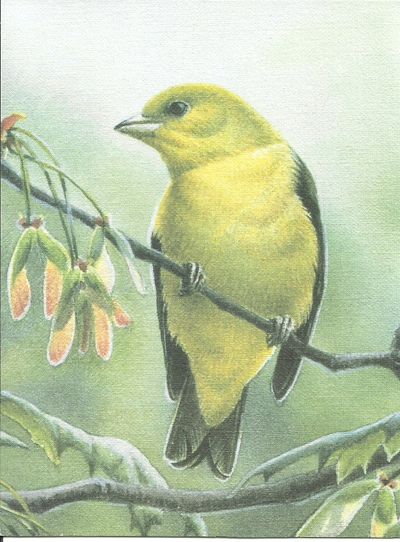 N-4 . Vintage Note Style Cards Subject Birds . Assortment of 5 and envelope