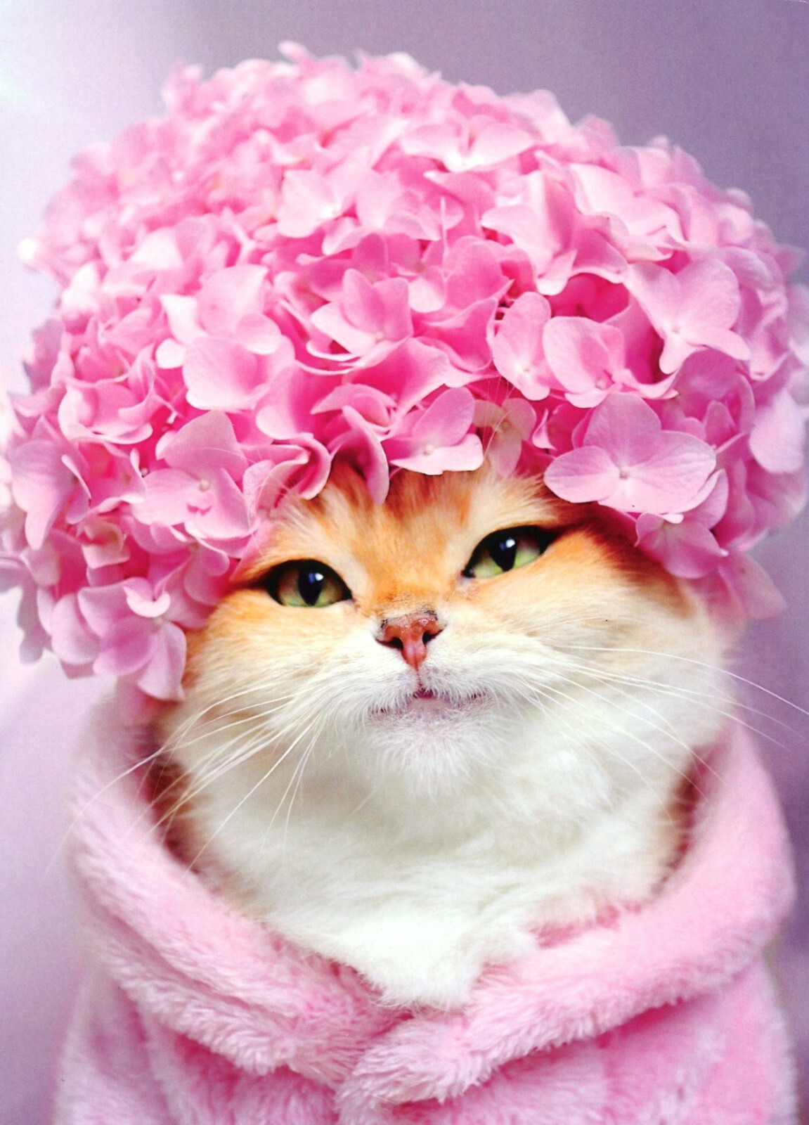 Funny HAPPY BIRTHDAY Card, Kitty Cat Pink Hydrangea Cap Feminine by Avanti +✉