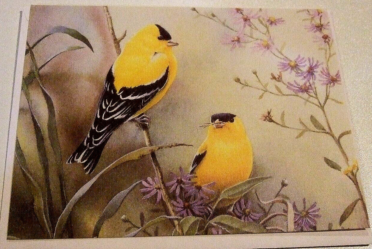 Lot of 10 Blank Different Variety Of Birds Greeting Cards – NEW (JJ)