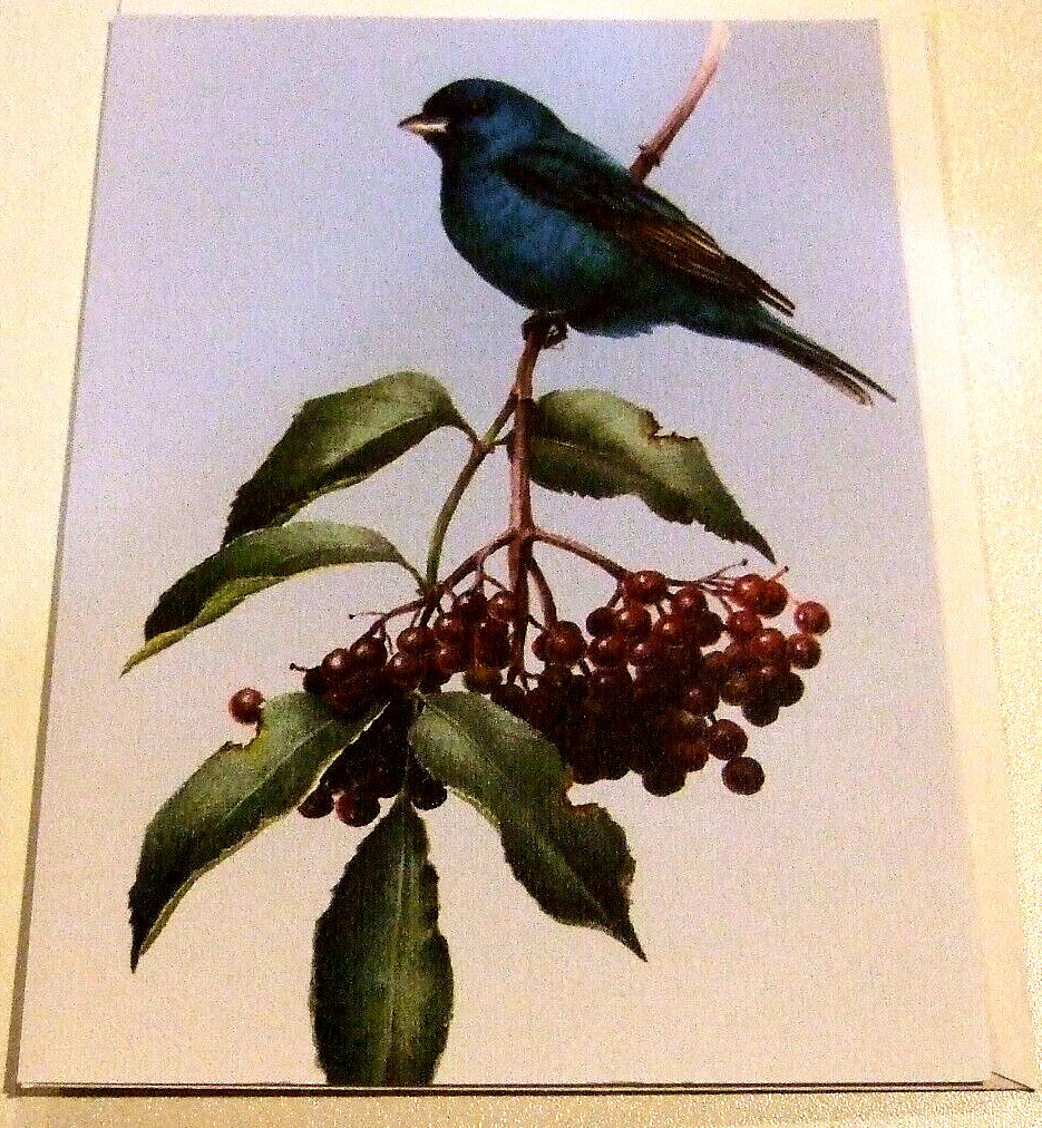 Lot of 10 Blank Different Variety Of Birds Greeting Cards – NEW (JJ)