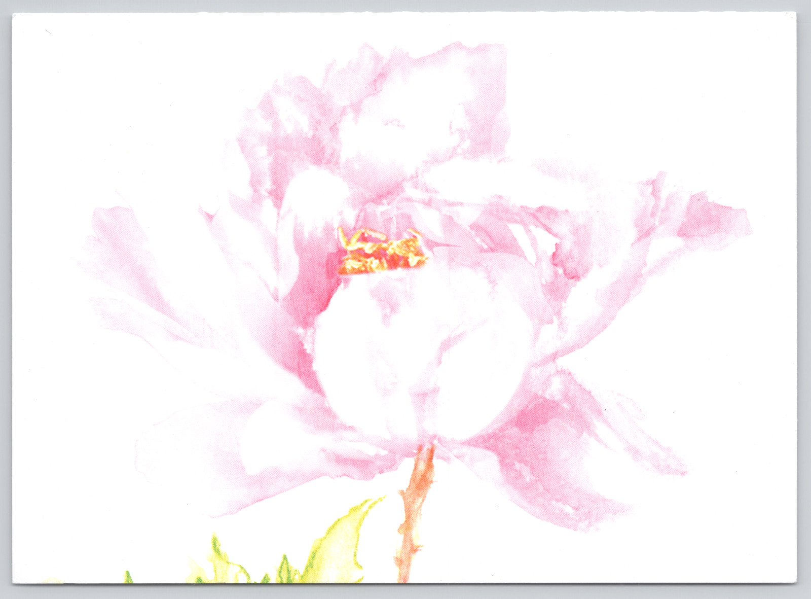 Blank Greeting Card Watercolor Style Pink Peony Flower Botanical Art