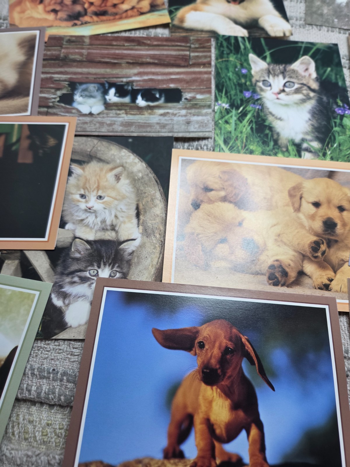 Puppies and kittens greeting cards lot of 19, any occasion