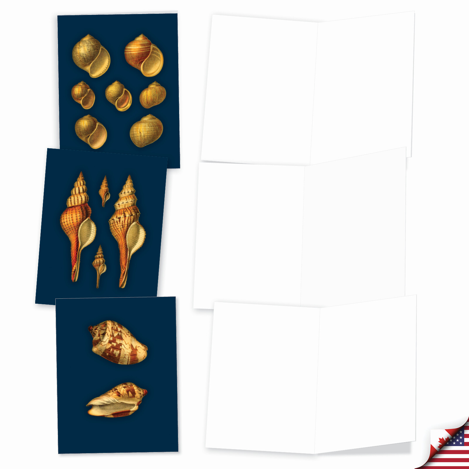 20 Assorted Blank Cards (10 Designs, 2 Ea) – Spectacular Shells AM7040OCB-B2x10