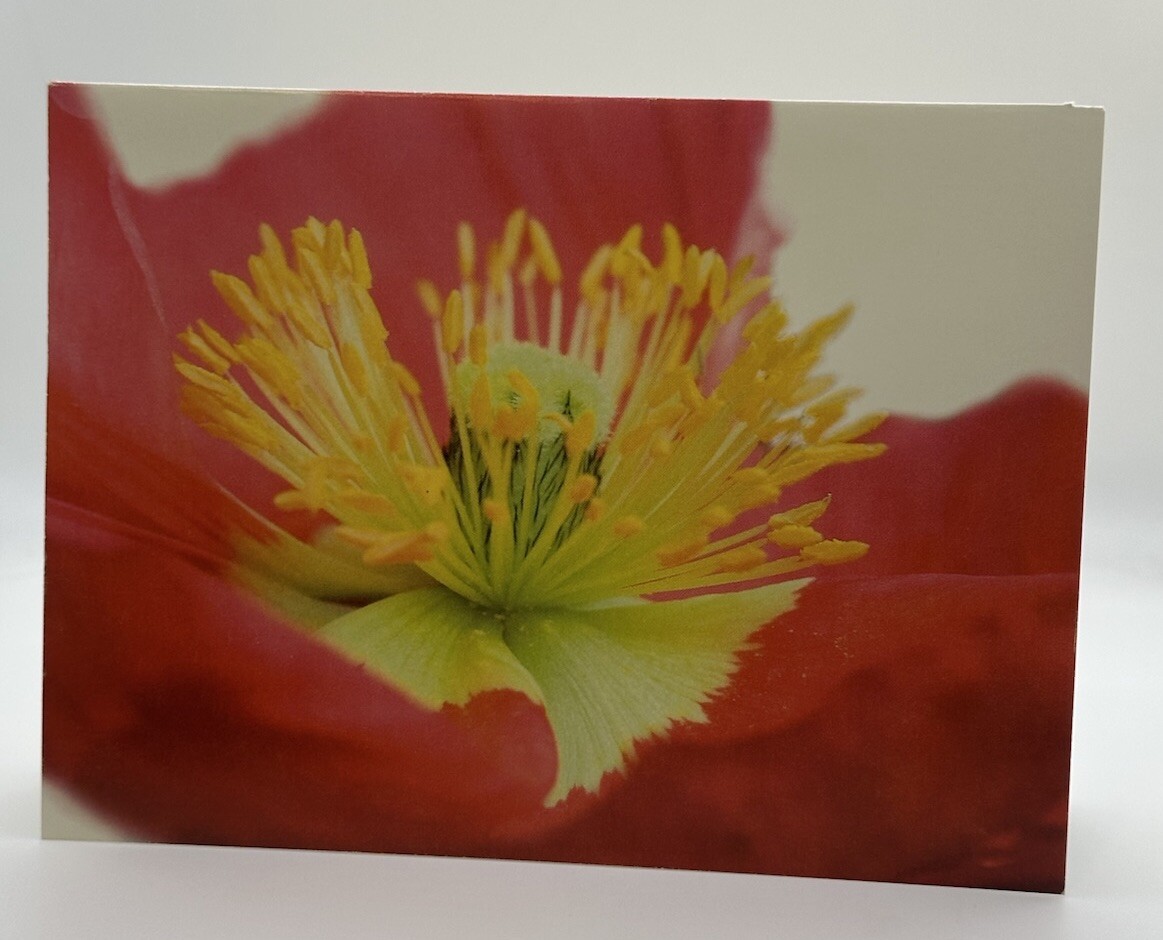 Pasque Flower Single Card with Envelope Blank Notecard 6″ X 4.5″