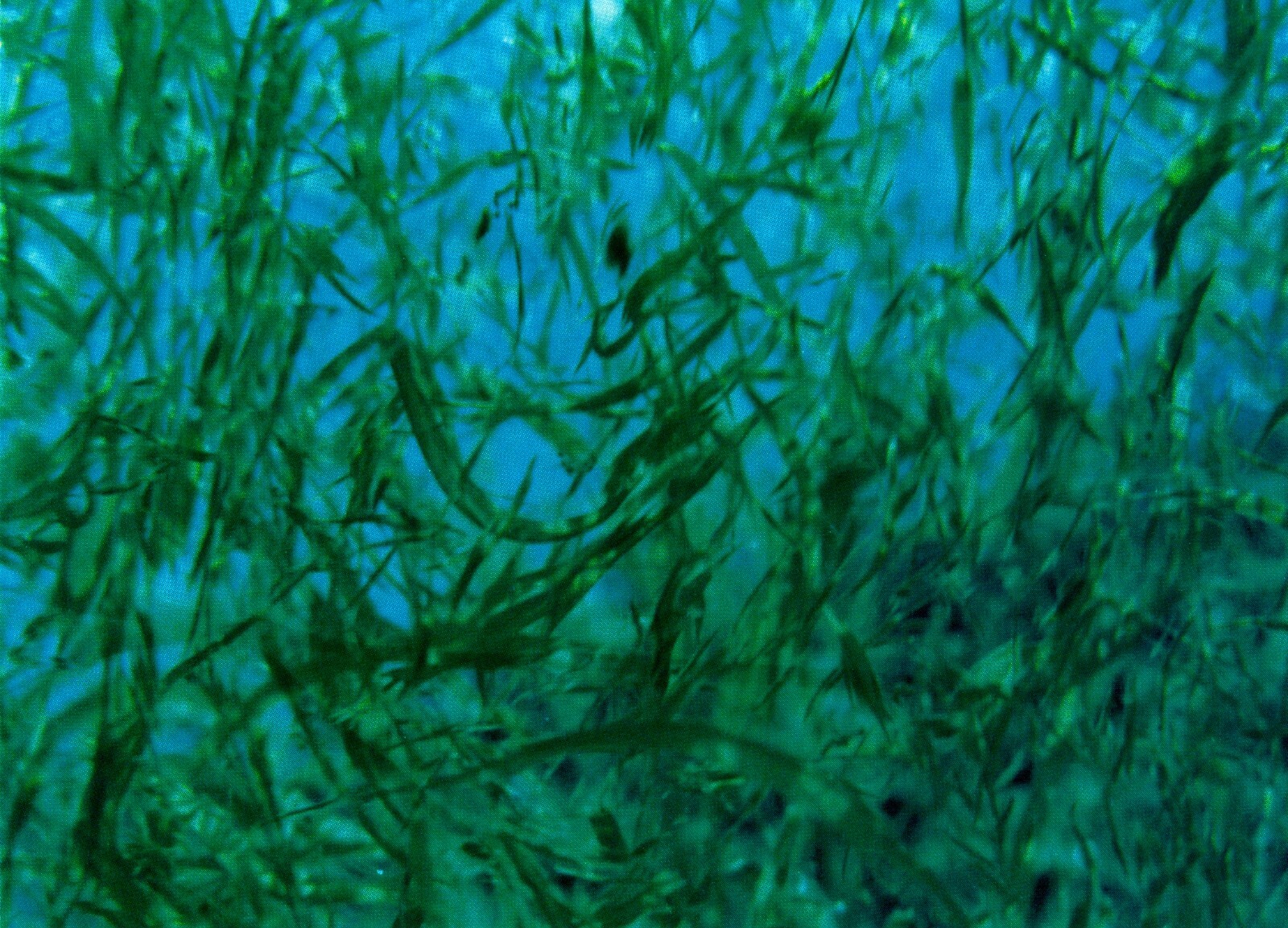 LOT OF 20 MULTIPURPOSE Blank Notecards + Envelopes, “Super Blue Green Algae”