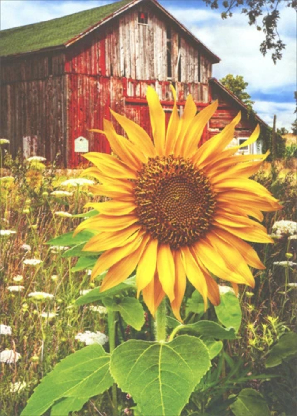 Blank Greeting Card – Sunflower and Barn