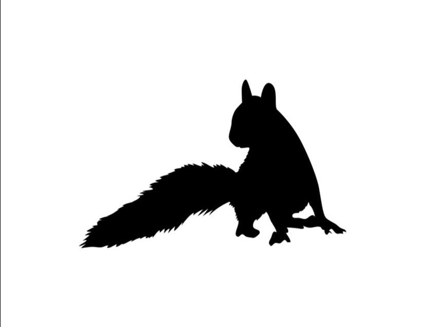 Squirrels in B&W Custom Notecards ~ Pack of 5 (Blank) by Gifted Pet Creations