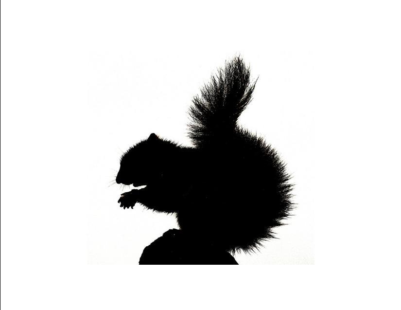 Squirrels in B&W Custom Notecards ~ Pack of 5 (Blank) by Gifted Pet Creations