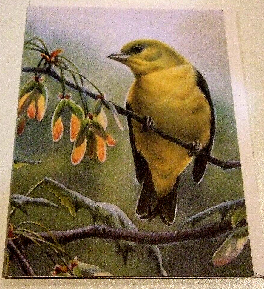 Lot of 10 Blank Different Variety Of Birds Greeting Cards – NEW (JJ)