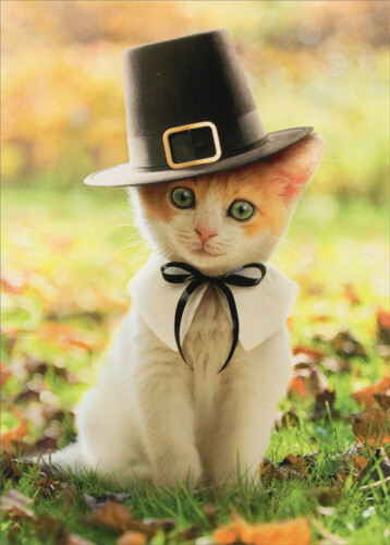 Pilgrim Cat – Kitten Thanksgiving Card – Greeting Card by Avanti Press