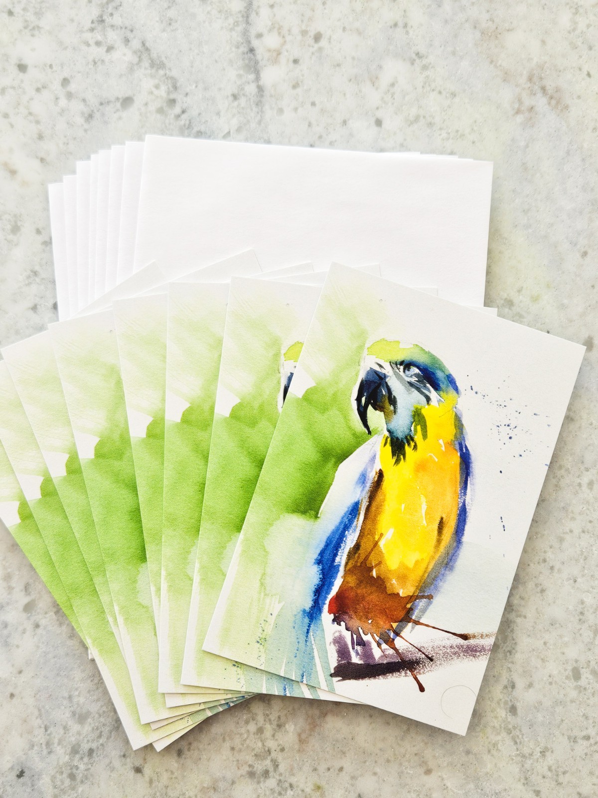 Watercolor Macaw Parrot Postcards 4×6 pack of 8 With Individual Envelopes
