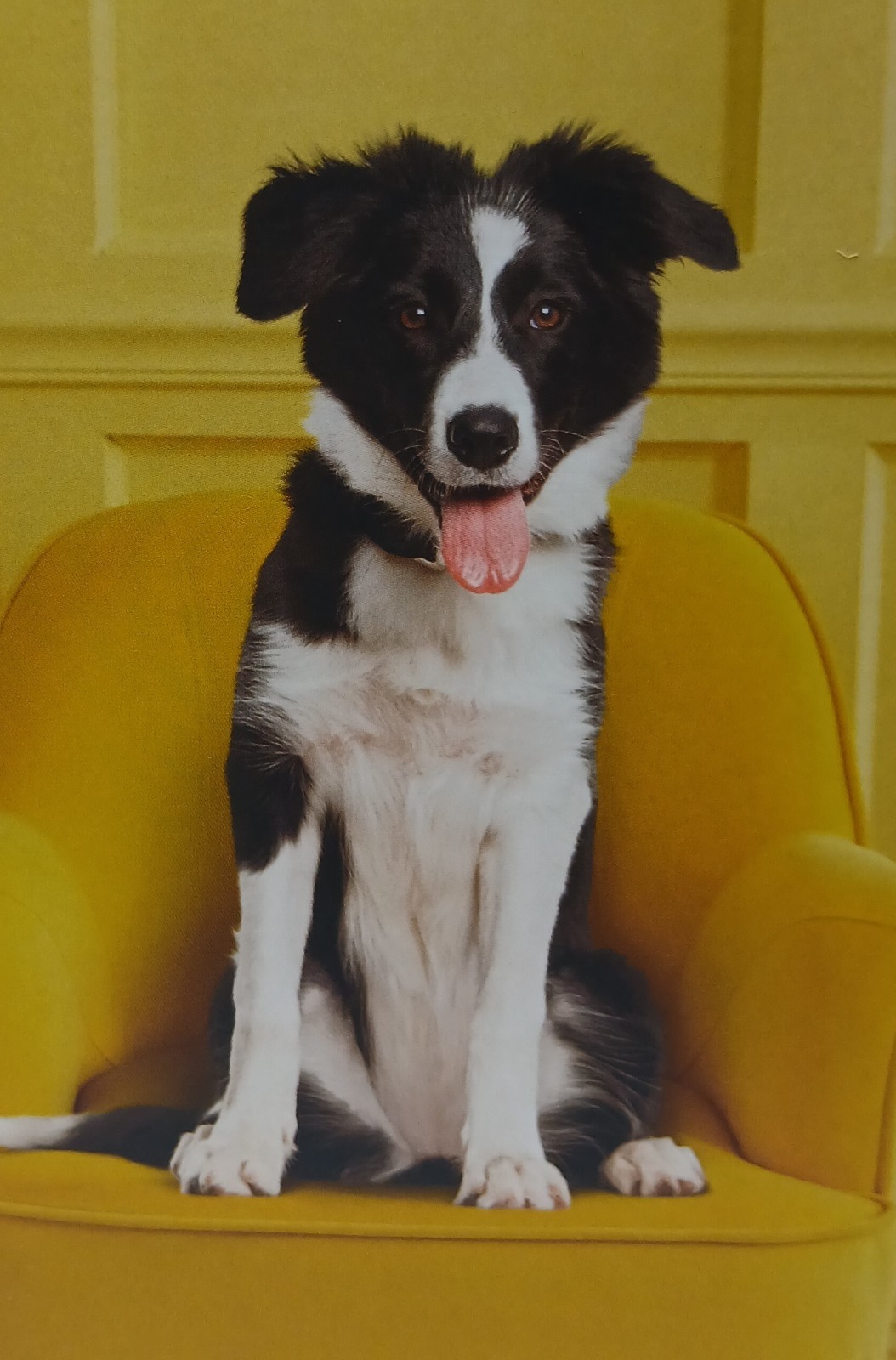 1 Hallmark Blank Card With Envelope Of A Cute Dog You Can Write Your Own Message