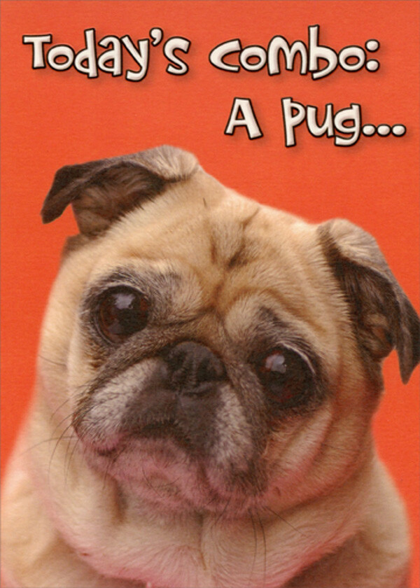 Designer Greetings Today’s Combo Pug Funny Humorous Dog Birthday Card