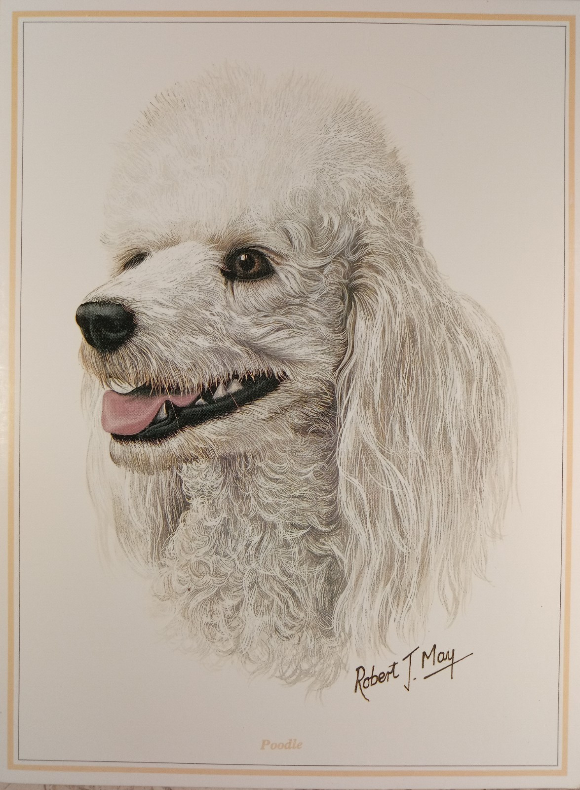 White Poodle Dog Robert May Fine Art Greeting Card Blank 6×8″ Env Quay Dorset UK