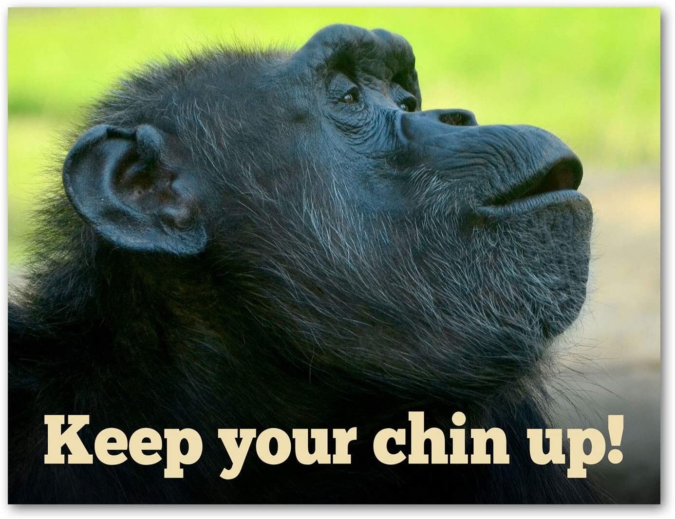 Keep Your Chin Up Encouragement Cards-Blank Inside-5.5″x4.25″-12 or 24 Packs