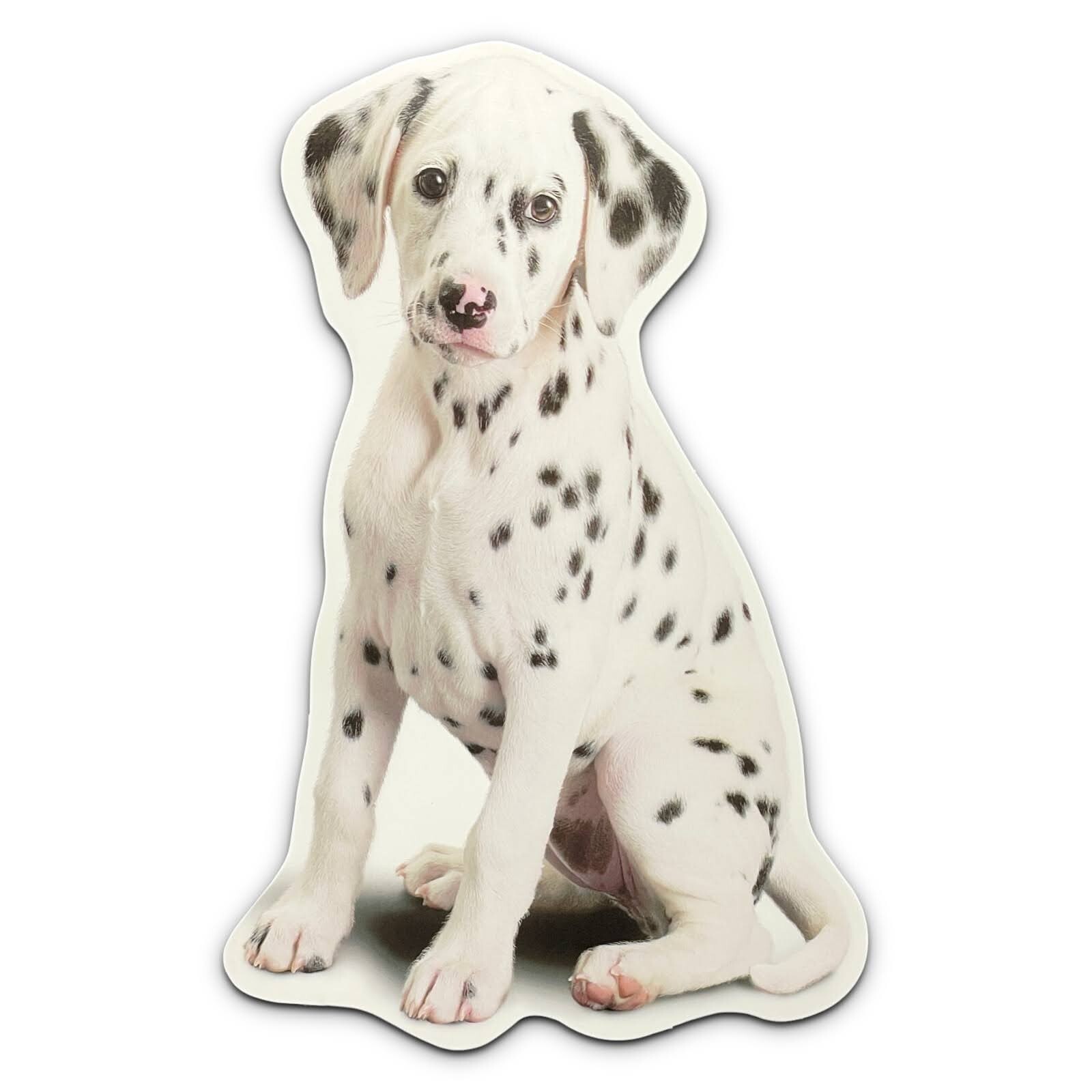 Cute ANYTIME BLANK INSIDE Card, Dalmatian Puppy by American Greetings +Envelope