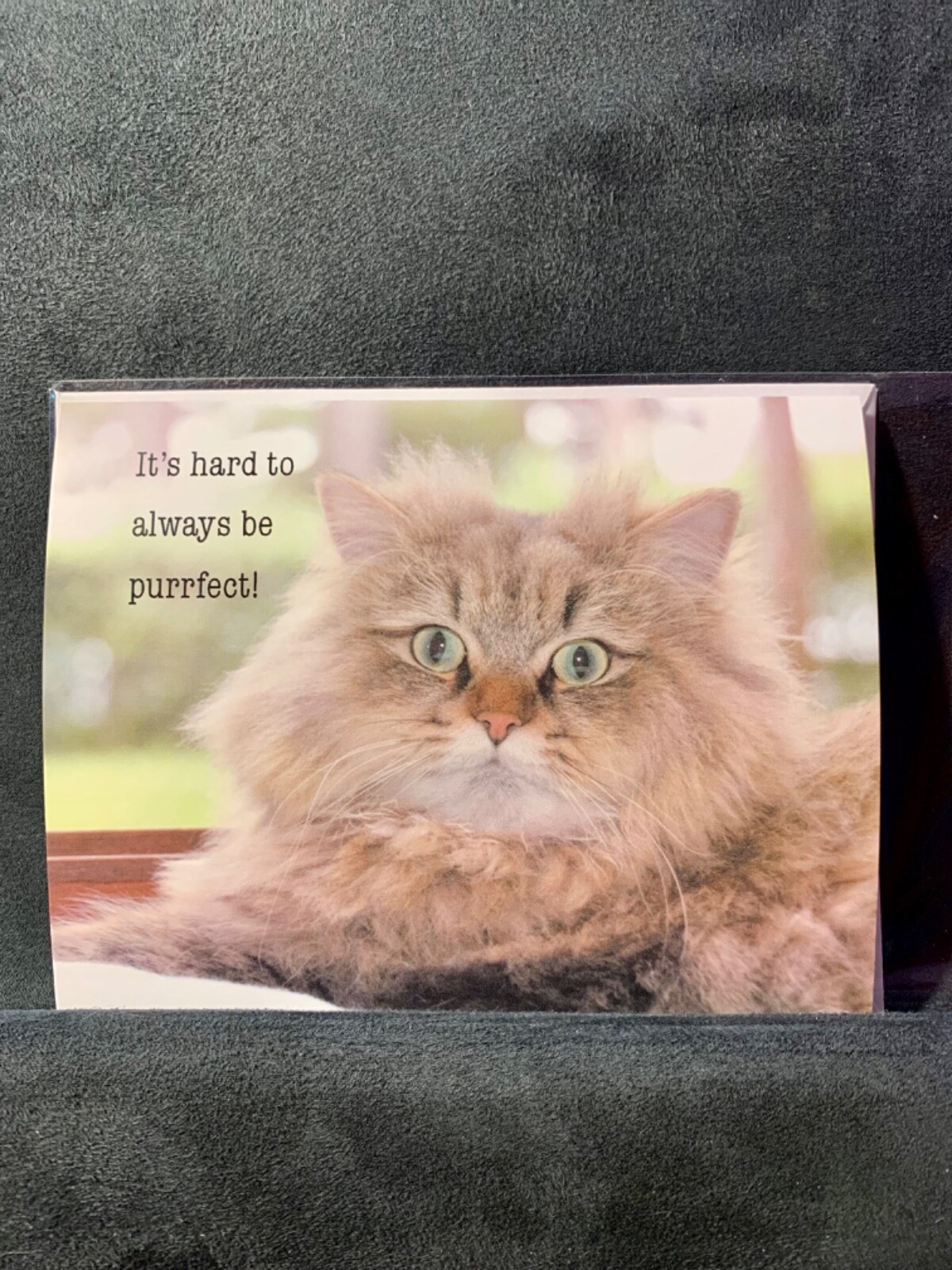 Thinking of You Greeting Card Cat Kitty Lover You Brighten My Day Kitten
