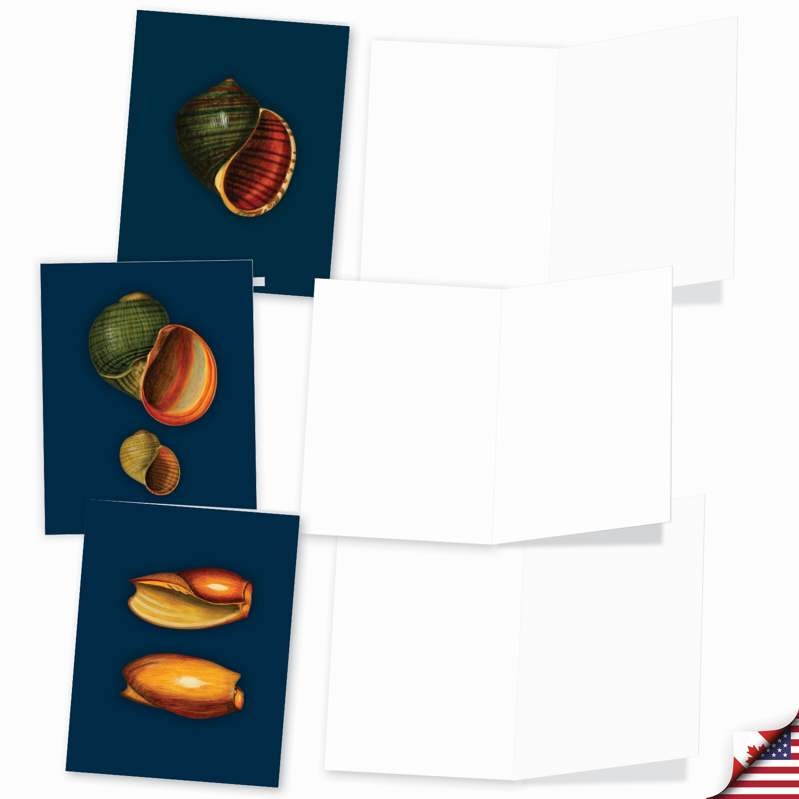 20 Assorted Blank Cards (10 Designs, 2 Ea) – Spectacular Shells AM7040OCB-B2x10
