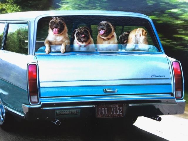 “Maturity… So Overrated” FUNNY AVANTI BIRTHDAY CARD Pug Dogs in Station Wagon