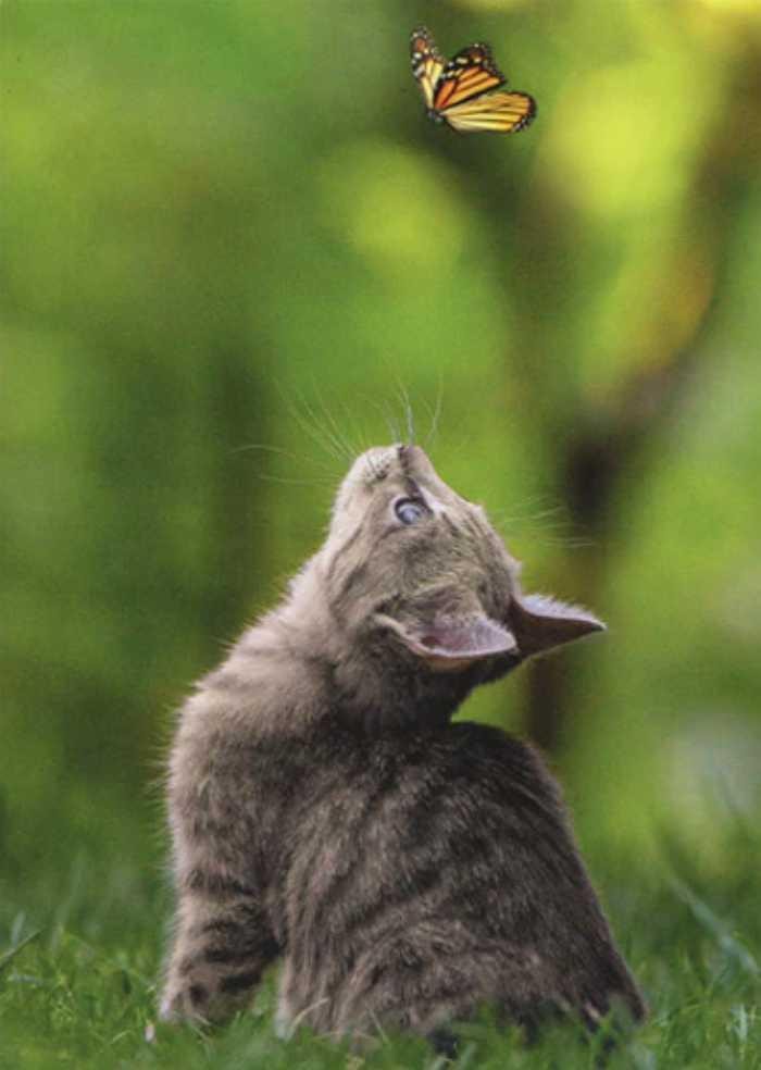 “Thinking of You” AVANTI CARD Support / Love TABBY KITTEN & BUTTERFLY