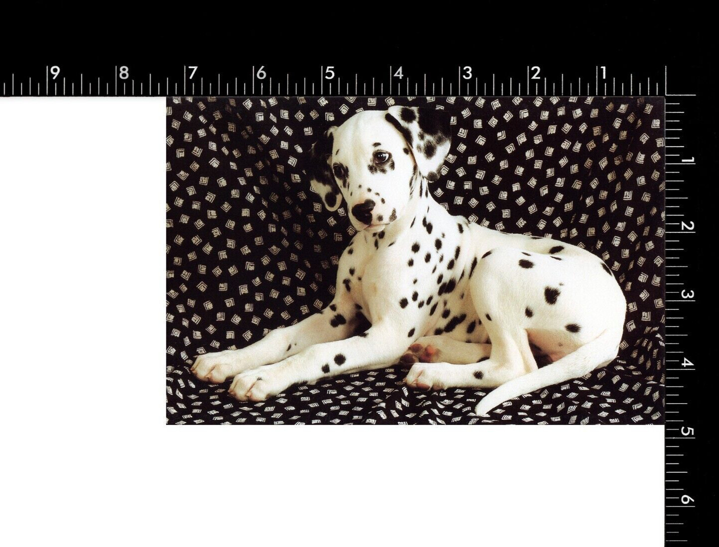 Cute ANYTIME Blank Card, Dalmatian Puppy Dog by American Greetings + Envelope