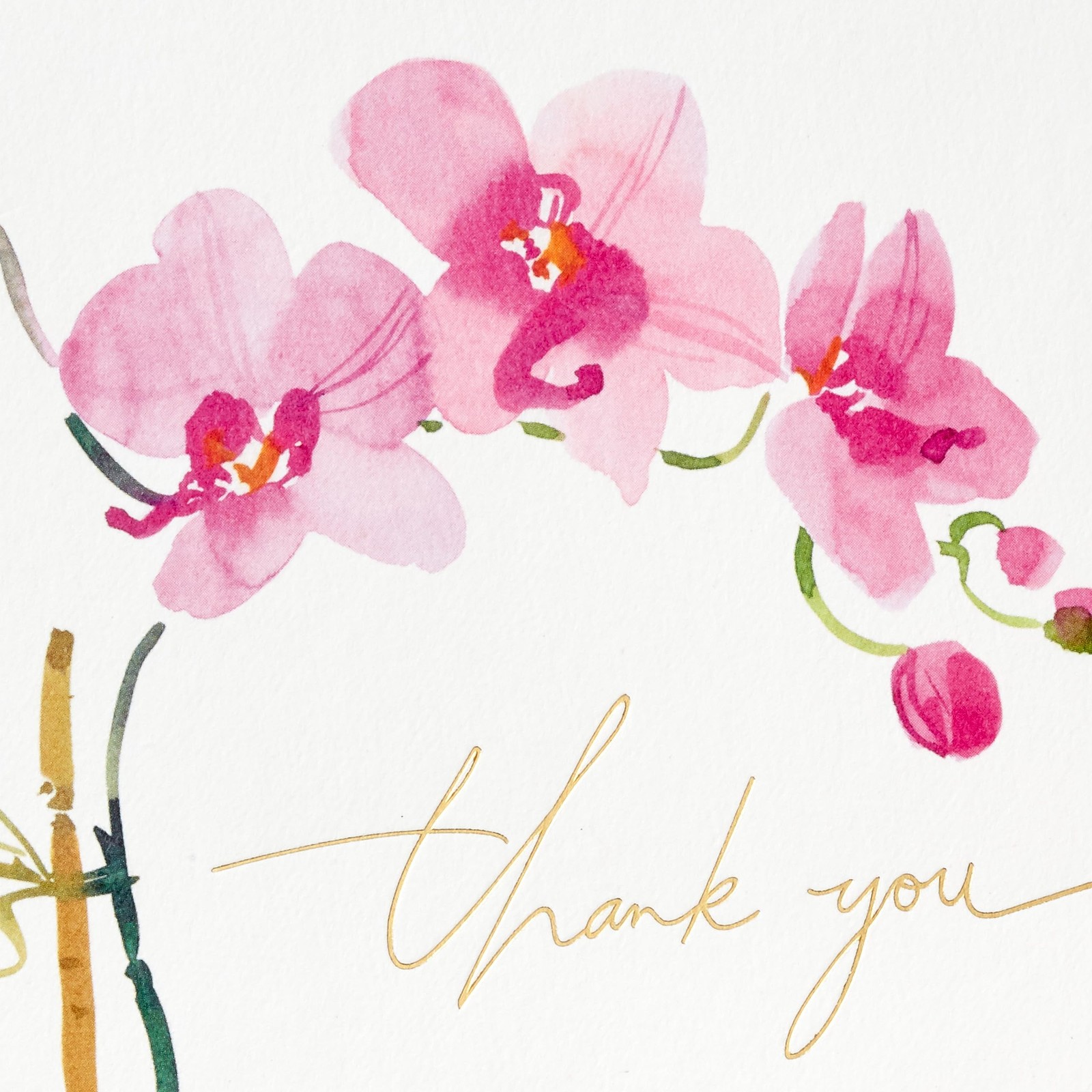 Hallmark Pink Orchid Thank You Notes (20 4 inches x 5.5 inches,