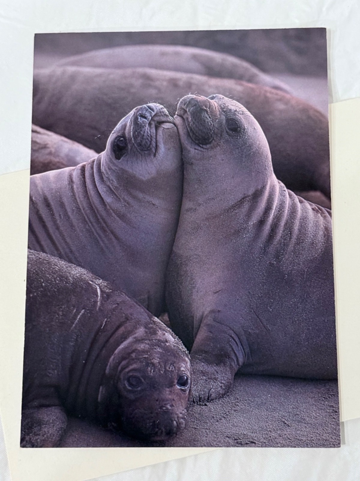 Vintage Sea Dreams Northern Elephant Seals Healthy Planet Blank Greeting Card