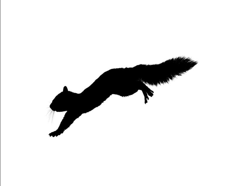 Squirrels in B&W Custom Notecards ~ Pack of 5 (Blank) by Gifted Pet Creations