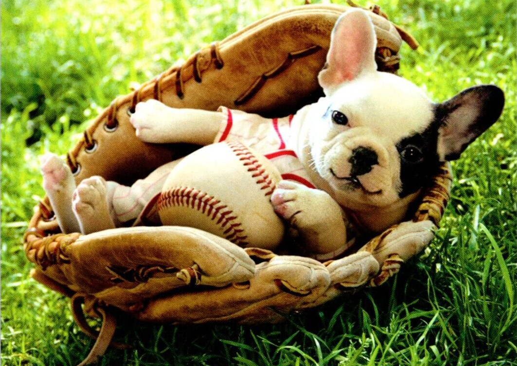 AVANTI FRENCH BULLDOG BASEBALL MITT CONGRATULATIONS GREETING CARD w Envelope C20