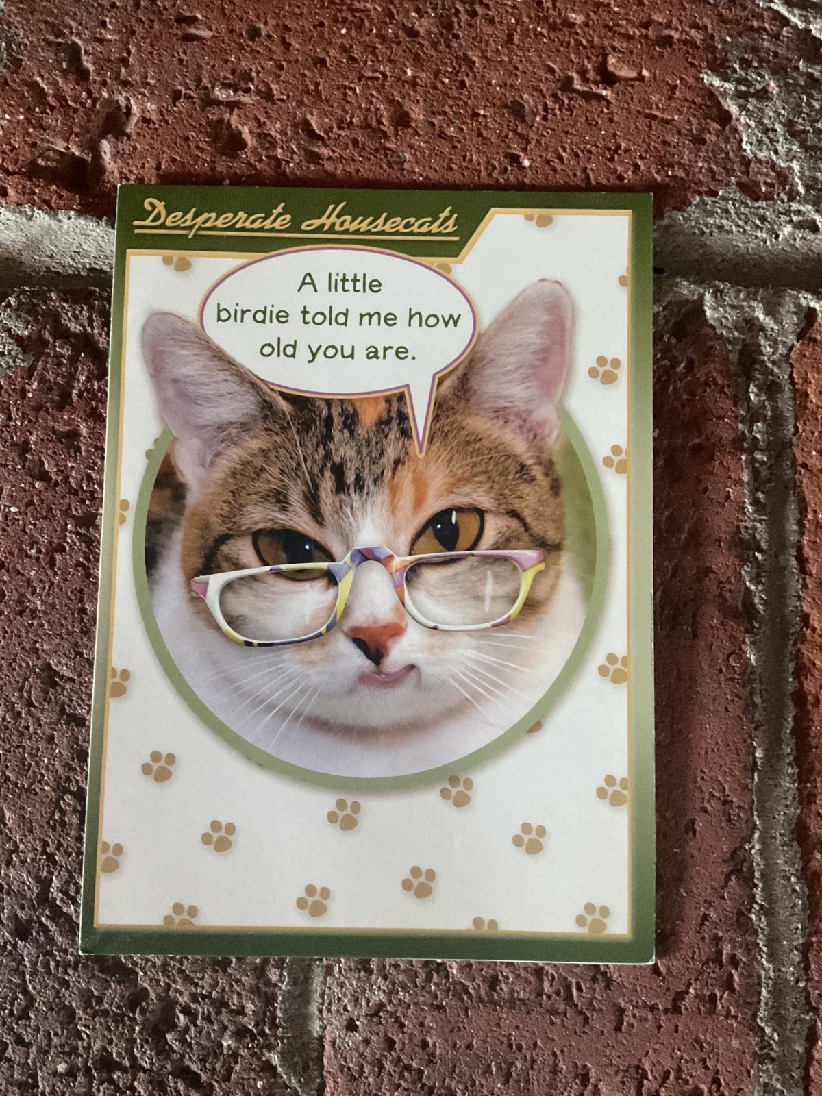 Recycled Paper Greetings Desperate Housecats Funny / Humorous Cat Birthday Card
