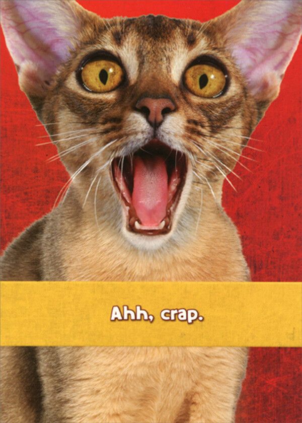 Shocked Cat with Open Mouth Funny Humorous Belated Birthday Card