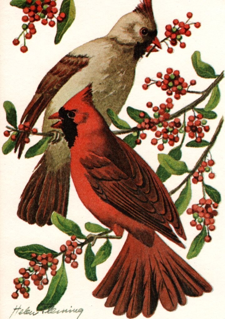 Male Female Red Cardinal Helen Fleming Blank Inside Note Cards – Set of 5