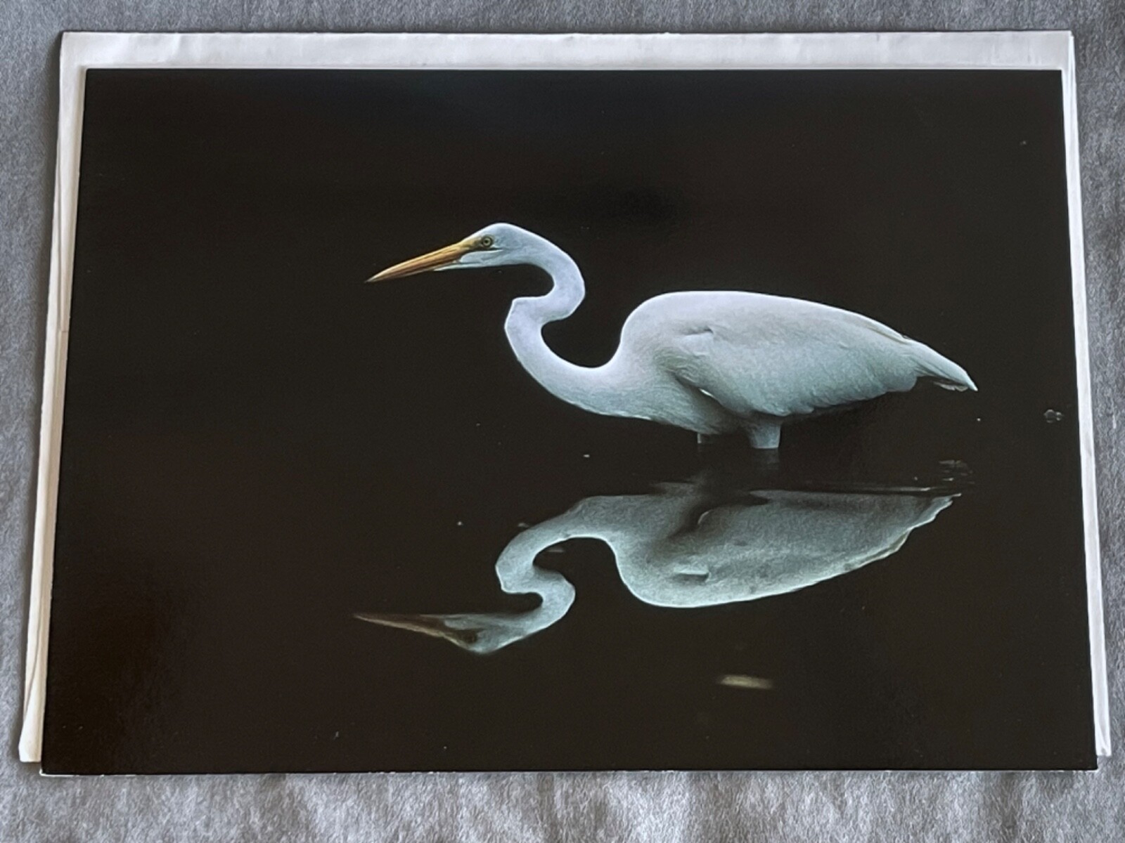 Vintage Healthy Planet Greeting Card Blank Sierra Club Egret In Water ~ Florida