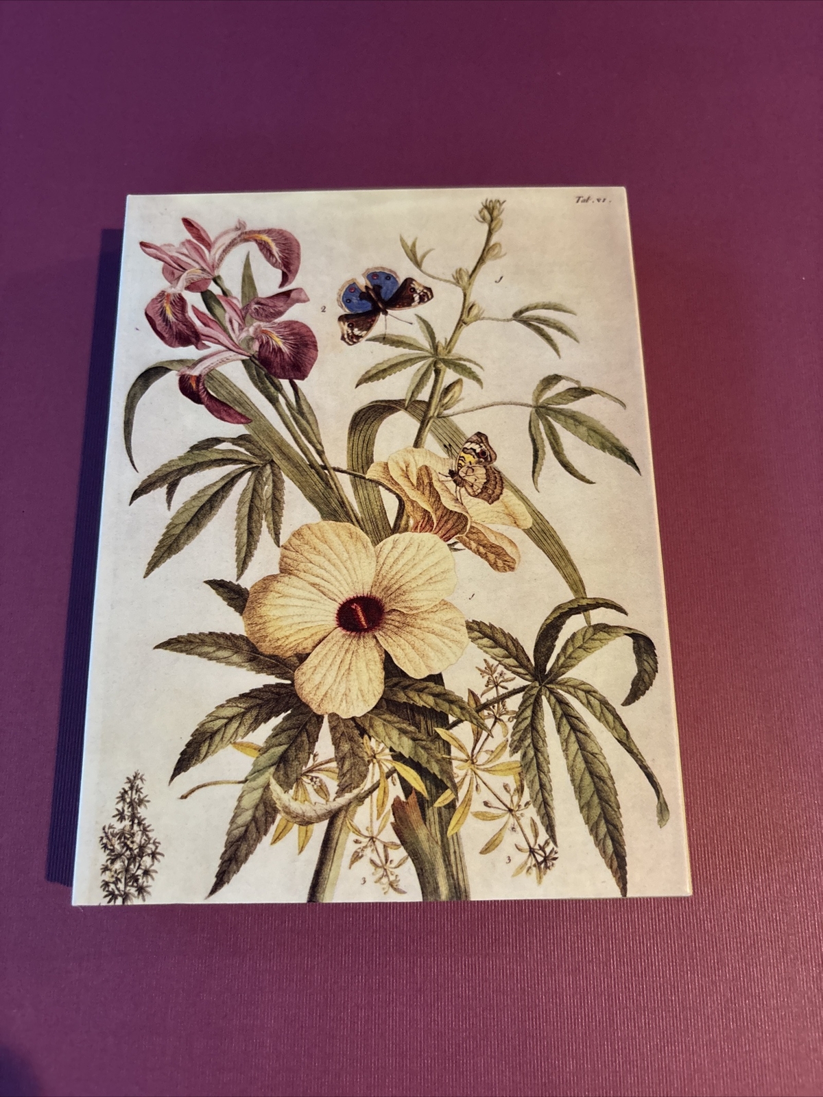 Iris Alsine and Butterflies. 2012 Alexander Henry. 12 Blank Cards w/envelopes
