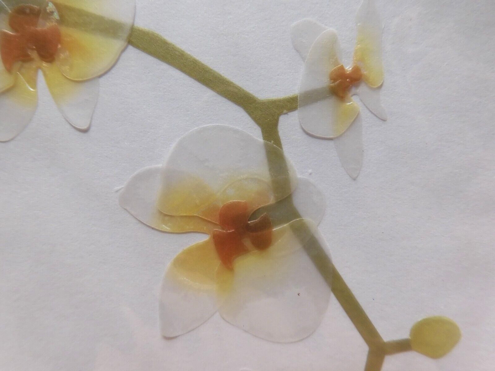 2 Cards Papyrus High Quality Beautiful Orchid Flowers Blank Inside